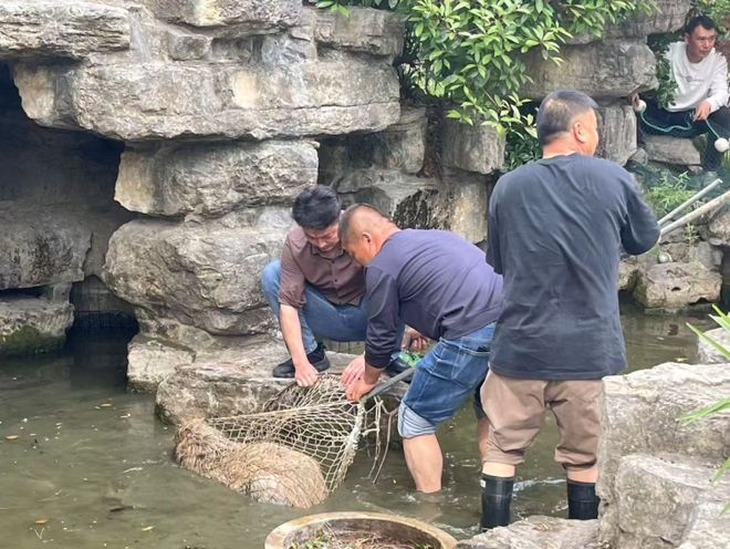 拉“抓捕”曝光 最后一只在园区沼泽地麻将胡了2试玩网站江苏扬州出逃卡皮巴(图2)