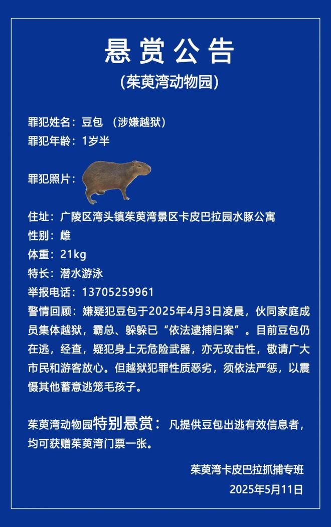 拉“抓捕”曝光 最后一只在园区沼泽地麻将胡了2试玩网站江苏扬州出逃卡皮巴(图4)